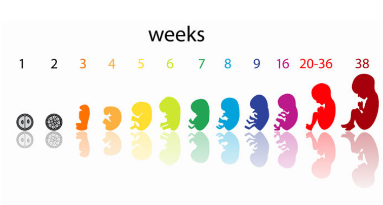 Perkembangan Benih Bayi Mengikut Minggu - Placento